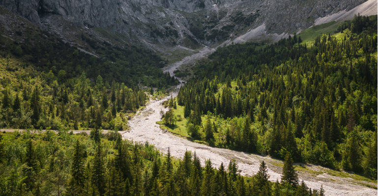wald