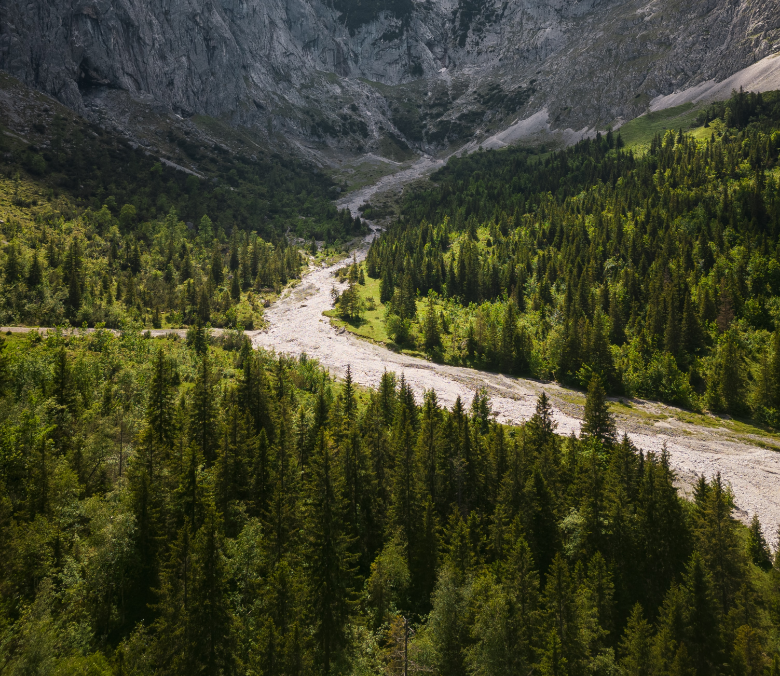 wald